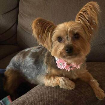 Gidget -  Yorkshire Terrier Dog Available for Adoption in Martinsburg, West Virginia - Gidget | PetCurious