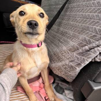 Mixed Breed Dogs Available for Adoption in Jeffersonville, Indiana - Bella | PetCurious