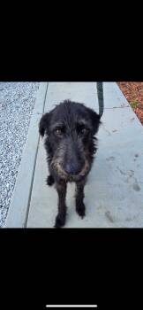 Rescue Terrier Dogs for Adoption in Warren, Ohio - Pixie | PetCurious