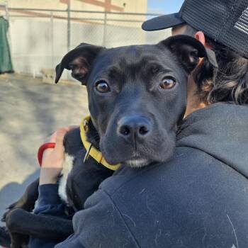 Black Labrador Retriever and Pit Bull Terrier Dogs Available for Adoption - Neko | PetCurious