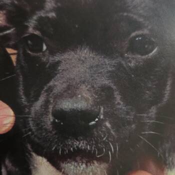 Floppy -  Mixed Breed Dog for Adoption in Moab, Utah - Floppy | PetCurious