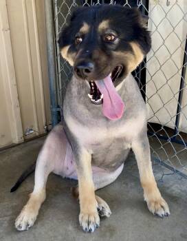 Rescue German Shepherd Dog and Labrador Retriever Dogs for Adoption in Joshua Tree, California - PALOMA | PetCurious