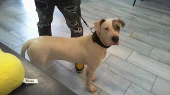 PUP TART -  Pit Bull Terrier Dog for Adoption in Charlotte, North Carolina - PUP TART | PetCurious