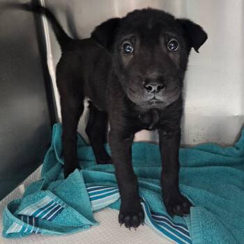 Shar Pei Dogs Available for Adoption - Trigger | PetCurious