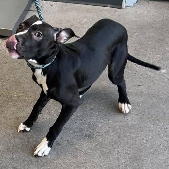 108363 -  Mixed Breed Dog for Adoption in Las Cruces, New Mexico - 108363 | PetCurious