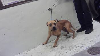 A2083513 -  Staffordshire Bull Terrier and Mixed Breed Dog for Adoption in Houston, Texas - A2083513 | PetCurious