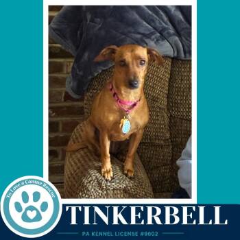 Tinkerbell (Mom to the Pixie Pack) 091226 -  Chihuahua and Dachshund Dog for Adoption in Kimberton, Pennsylvania - Tinkerbell (Mom To The Pixie Pack) 091226 | PetCurious
