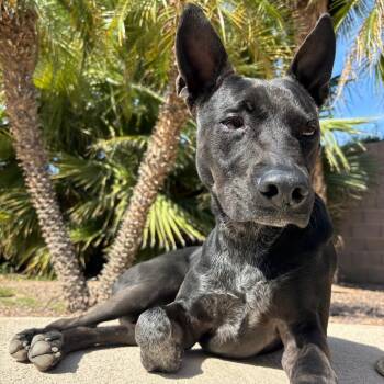 ZEUS -  Australian Cattle Dog Blue Heeler and Mixed Breed Dog for Adoption in Yuma, Arizona - ZEUS | PetCurious