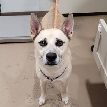 Zuko -  Shepherd and Mixed Breed Dog for Adoption in Buchanan Dam, Texas - Zuko | PetCurious