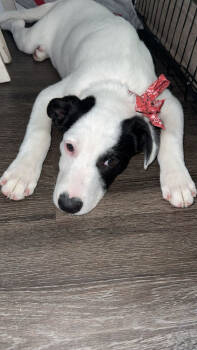 Rescue Cattle Dog Dogs for Adoption in Broomfield, Colorado - NASH | PetCurious