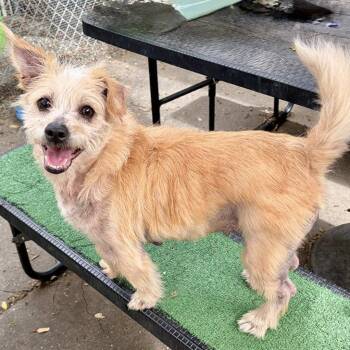 Terrier Dogs Available for Adoption in Oakland, California - Concha | PetCurious