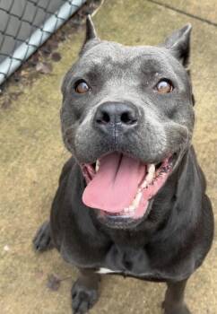 Cane Corso Dogs Available for Adoption in Chicago, Illinois - Iceland | PetCurious