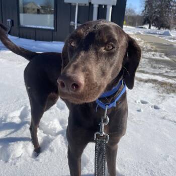 Chocolate Labrador Retriever and Doberman Pinscher Dogs Available for Adoption - Lella | PetCurious