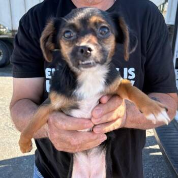 Nellie -  Chihuahua Dog for Adoption in Reno, Nevada - Nellie | PetCurious