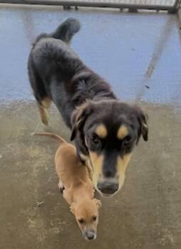 Bentley -  Hound and Labrador Retriever Dog for Adoption in Washington, District Of Columbia - Bentley | PetCurious