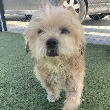 Rescue Terrier Dogs for Adoption in Hawthorne, California - Riley | PetCurious