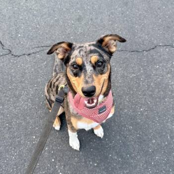 Wolfie -  Australian Shepherd and Mixed Breed Dog for Adoption in Cedar Park, Texas - Wolfie | PetCurious