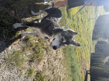 Milo -  Husky and Alaskan Malamute Dog for Adoption in Boulder, Colorado - Milo | PetCurious