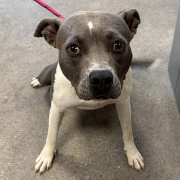 110298 -  Mixed Breed Dog for Adoption in Las Cruces, New Mexico - 110298 | PetCurious