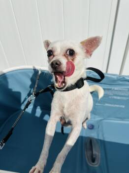 Rescue Chihuahua Dogs for Adoption in Fort Pierce, Florida - Cleo | PetCurious