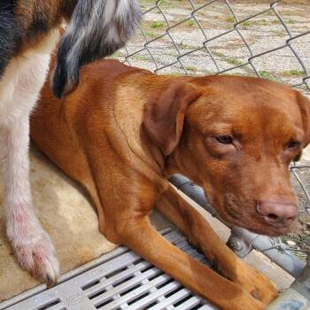 Aphrodite -  Mixed Breed Dog for Adoption in Denison, Texas - Aphrodite | PetCurious
