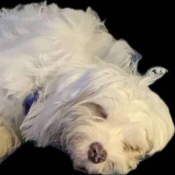 Arlo -  Cavalier King Charles Spaniel and Poodle Dog for Adoption in Gulfport, Mississippi - Arlo | PetCurious