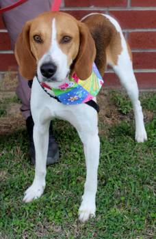 Treeing Walker Coonhound Dogs Available for Adoption - Teddy | PetCurious