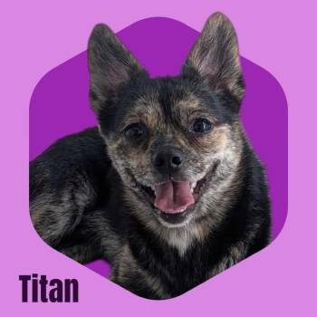 Titan -  Chihuahua and Pomeranian Dog for Adoption in Concord, New Hampshire - Titan | PetCurious
