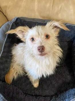 Walter -  Maltese Dog for Adoption in Oakland, California - Walter | PetCurious