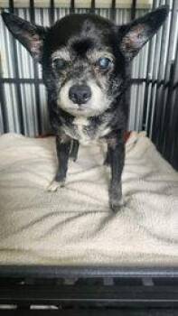 Carl -  Chihuahua Dog for Adoption in Newport, Kentucky - Carl | PetCurious