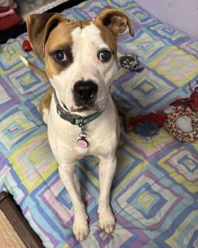 Rescue Pit Bull Terrier Dogs for Adoption in Fosters, Alabama - JACK -Fostered In The Northeast!! | PetCurious