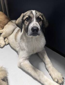 Mercury~ FOSTER OR FOSTER TO ADOPT NEEDED~ -  Great Pyrenees Dog for Adoption in Minneapolis, Minnesota - Mercury~ FOSTER OR FOSTER TO ADOPT NEEDED~ | PetCurious