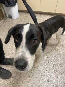 Jemaine -  Siberian Husky and Great Pyrenees Dog for Adoption in Vancouver, Washington - Jemaine | PetCurious