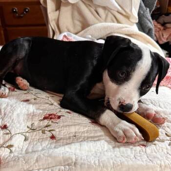 Sonata -  Mixed Breed Dog for Adoption in Salem, New Hampshire - Sonata | PetCurious