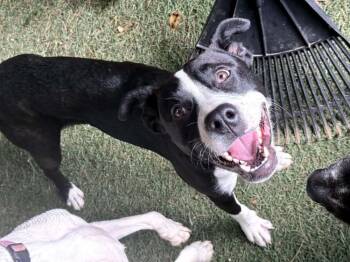 Khloe -  Mixed Breed Dog for Adoption in Groveland, Massachusetts - Khloe | PetCurious