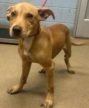 Arista -  Mixed Breed Dog for Adoption in Chamblee, Georgia - Arista | PetCurious