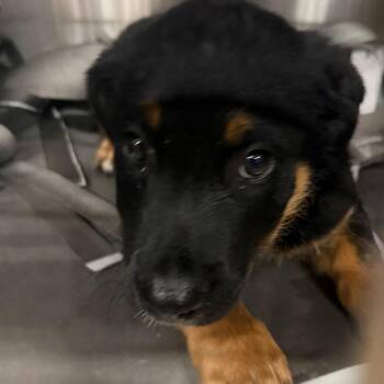 Karev -  Pit Bull Terrier Dog for Adoption in Birmingham, Alabama - Karev | PetCurious