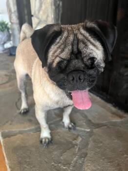 Kili *special needs* -  Pug Dog for Adoption in Gardena, California - Kili *special Needs* | PetCurious