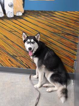 Rescue Husky Dogs for Adoption in Jefferson, Iowa - Misty | PetCurious