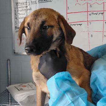 Mixed Breed Dogs Available for Adoption in Loxahatchee Groves, Florida - Bobby 5834 | PetCurious