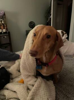 Frankie -  Dachshund Dog for Adoption in Fort Walton Beach, Florida - Frankie | PetCurious