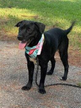 Jane -  Labrador Retriever Dog for Adoption in Shillington, Pennsylvania - Jane | PetCurious