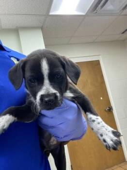 Terrier and Mixed Breed Dogs Available for Adoption in Gainesville, Florida - Koda | PetCurious