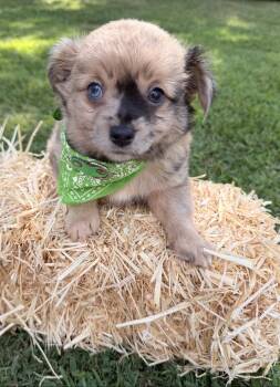Bandit -  Chihuahua Dog for Sale in Asheville, North Carolina - Bandit | PetCurious
