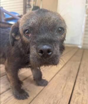 Harbor -  Mixed Breed Dog for Adoption in New York, New York - Harbor | PetCurious
