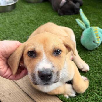 Mixed Breed Dogs Available for Adoption - Greg | PetCurious