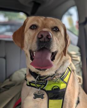 Lilly -  Labrador Retriever Dog for Adoption in Bowling Green, Ohio - Lilly | PetCurious
