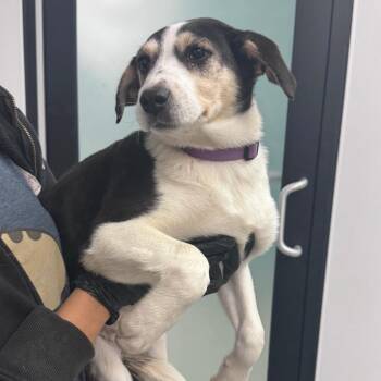 Anatolian Shepherd Dogs Available for Adoption - Coco | PetCurious