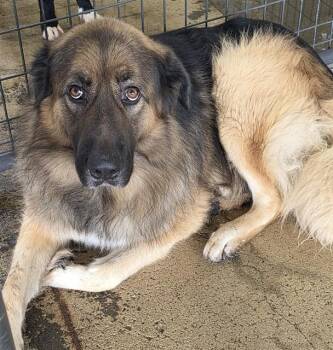 Knox -  Shepherd Dog for Adoption in Phoenix, Oregon - Knox | PetCurious