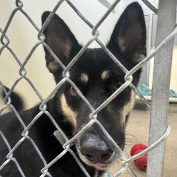 Luna -  Husky Dog for Adoption in Pekin, Illinois - Luna | PetCurious